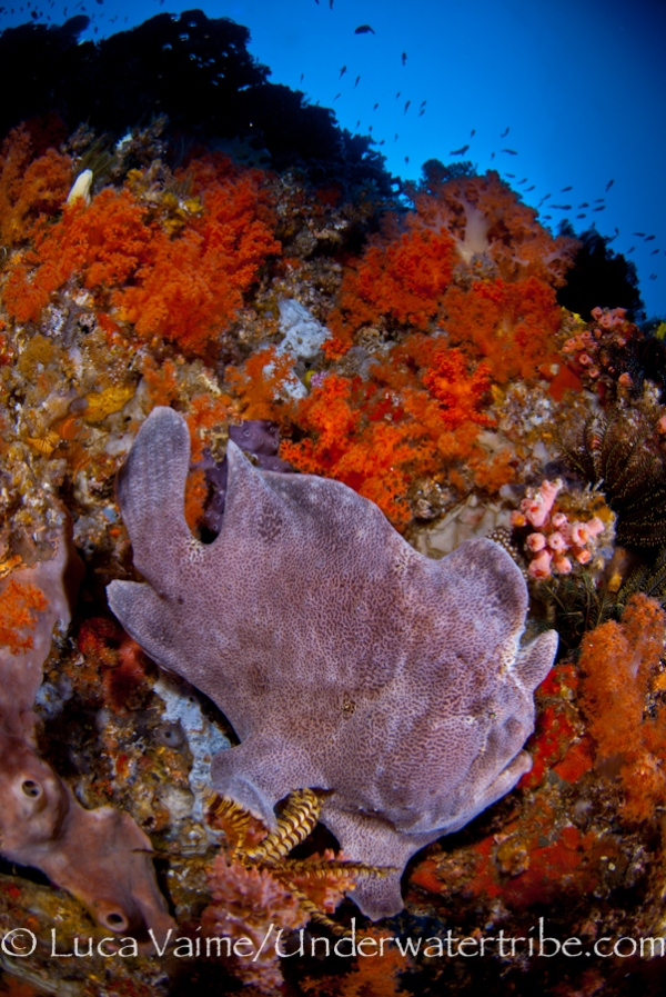Frogfish in W Reef